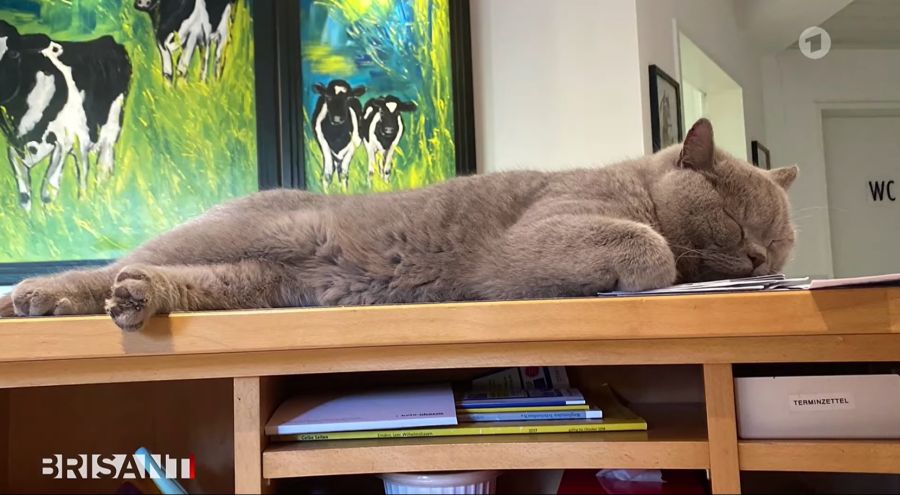 Muffin macht es sich gerne auf dem Empfangstresen gemütlich.