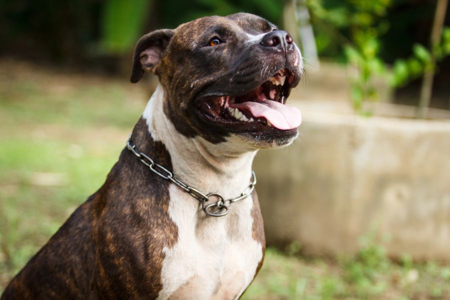 frau pitbull