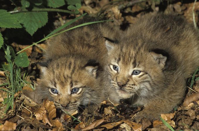 Bald soll eine neue Anlage im Tierpark Goldau dabei helfen, künftige Luchse auszuwildern. (Symbolbild) luchse tierpark goldau
