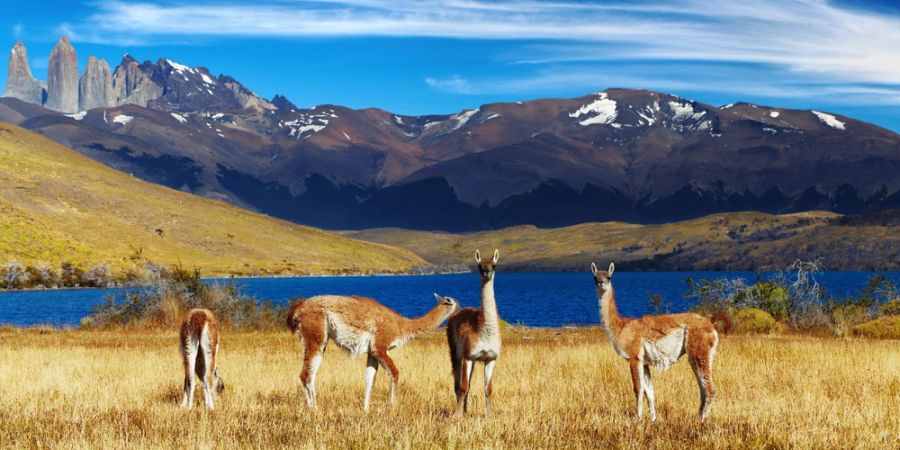 Alpakas Patagonien Bergsee Schnee