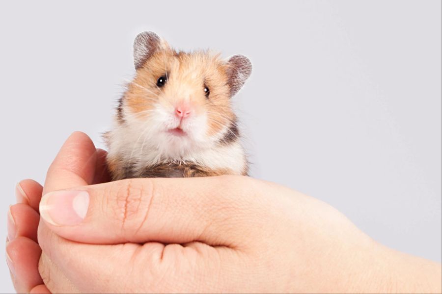 Hamster Geschwindigkeit Hand