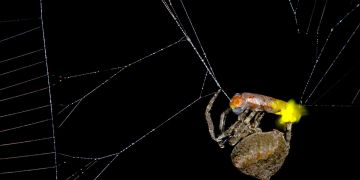 Spinne Araneus ventricosus