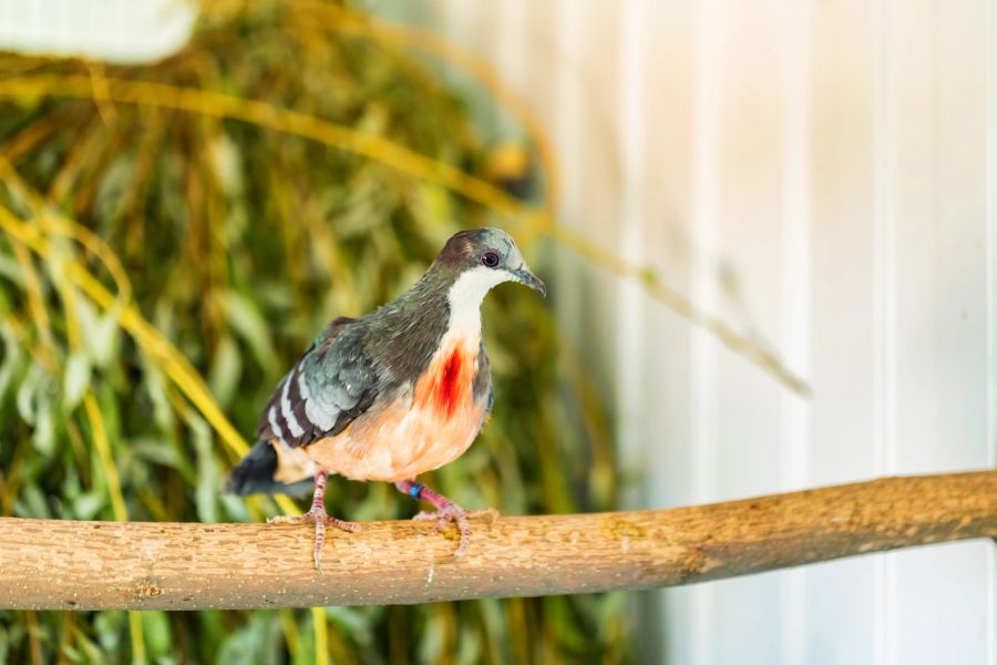 Nein, dieser Vogel ist nicht verletzt! Die Luzon-Dolchstichtaube sieht nur aus, als würde sie aus dem Herzen bluten.