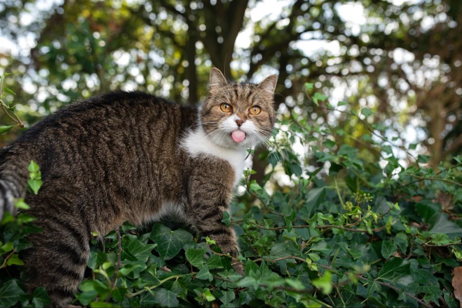 Katze bei Efeu