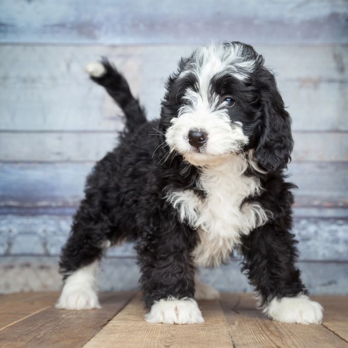 Bernedoddles haben oft ein lockiges oder welliges Fell in den charakteristischen Farben des Berner Sennenhundes. Bernedoddle Welpe