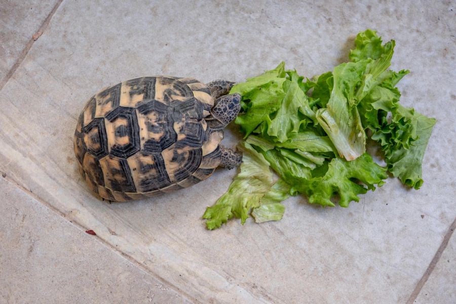 Deshalb ruft das Tierheim nun alle Schildkrötenhaltenden dazu auf, ihre Aussengehege zu kontrollieren.