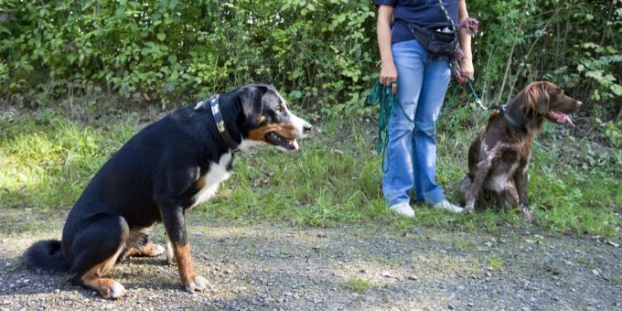 Der Kantonsrat Schwyz befasst sich zum wiederholten Male mit der Leinenpflicht für Hunde. (Symbolbild) Schwyz Leinenpflicht