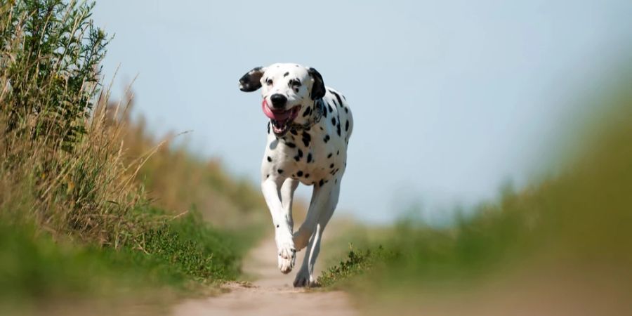 Dalmatiner sind die Athleten unter den Hunderassen.