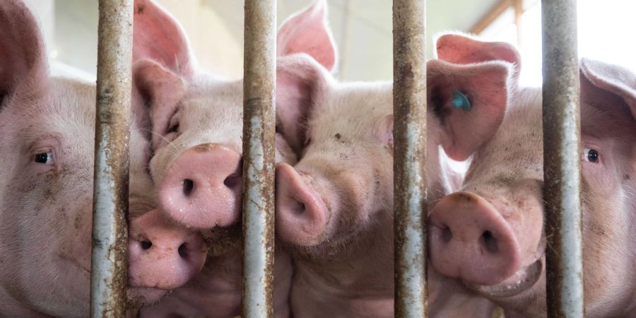 Schweine in einem Schweinestall im baden-württembergischen Böhmenkirch. Die Haltung von Nutztieren geht in Deutschland kontinuierlich zurück.