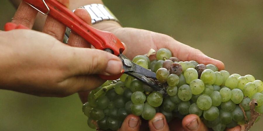 Die Französinnen und Franzosen trinken immer weniger Wein und greifen laut Agrarministerium zu anderen alkoholischen Getränken, insbesondere Bier.