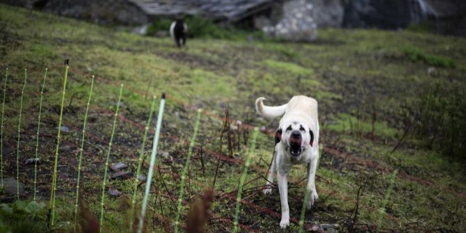 Kangal-Hirtenhund