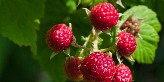 beeren schweiz wetter