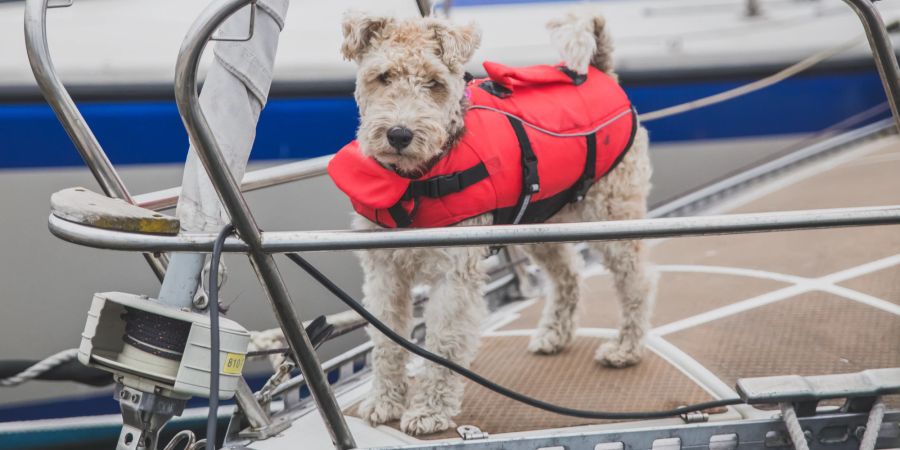 Terrier Hund in Weste am Bug des Schiffes.