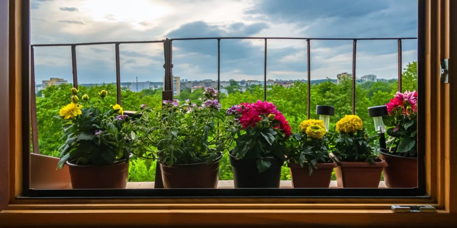 Balkonpflanzen am Fenster