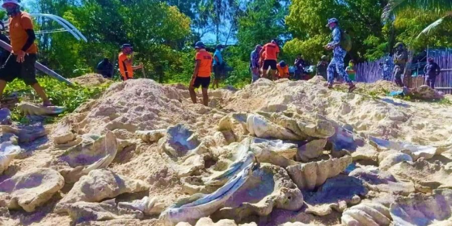 Die illegal gesammelten Riesenmuscheln