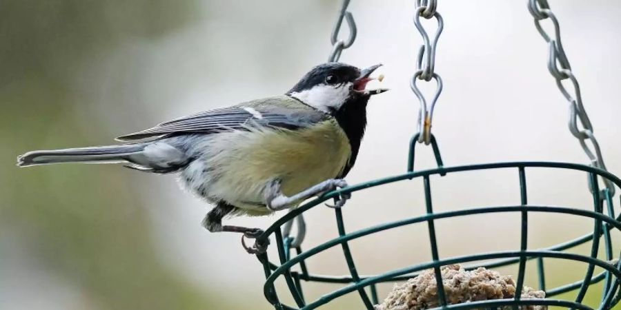 Der Nabu ruft dazu auf, von morgen bis Sonntag, eine Stunde lang die Vögel im Garten oder Park zu zählen. Foto: Oliver Berg/dpa