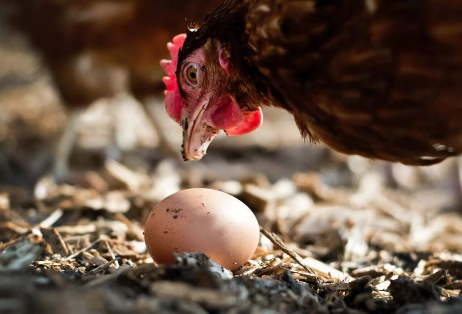 Eier aus Freilandhaltung