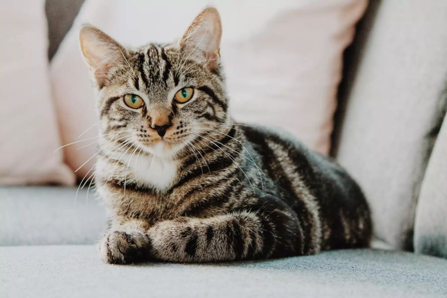 Eine Katze auf Sofa