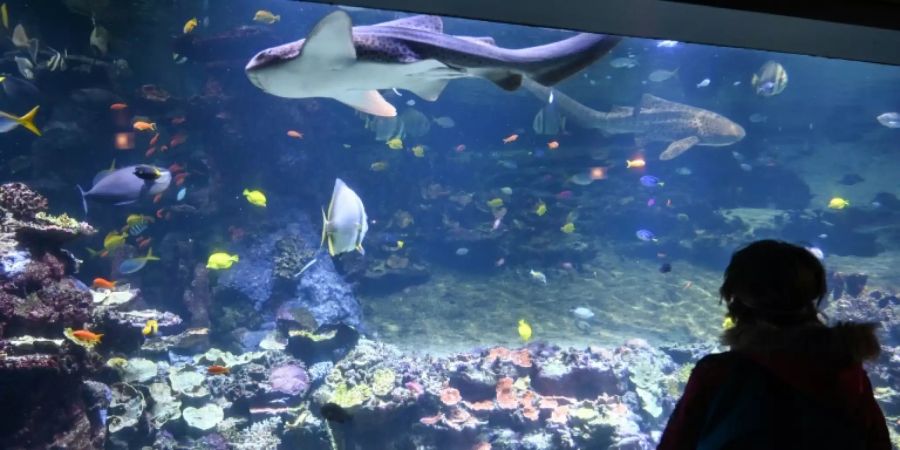 Tropische Fische in einem Aquarium