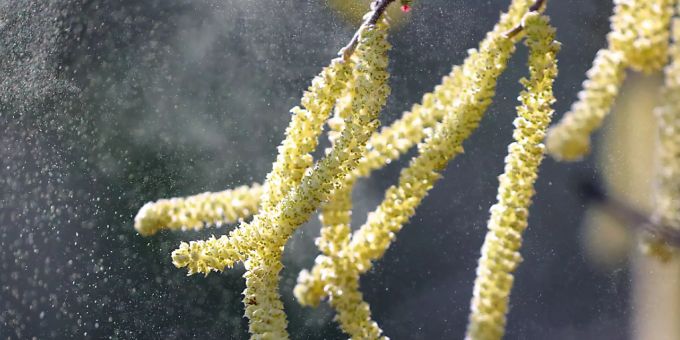 Mit den wärmeren Temperaturen fliegen wieder die Pollen - was bei vielen Menschen eine allergische Reaktion auslöst. Das «aha! Allergiezentrum» führt ab Montag eine Aktionswoche zum Thema durch. (Symbolbild) Mit den wärmeren Temperaturen fliegen wieder die Pollen - was bei vielen Menschen eine allergische Reaktion auslöst. Das «aha! Allergiezentrum» führt ab Montag eine Aktionswoche zum Thema durch. (Symbolbild)