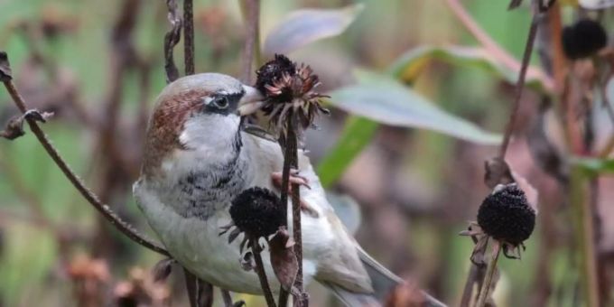 Der Haussperling, auch bekannt als Spatz, zählt zu den noch recht häufig vorkommenden Vogelarten. Haussperling