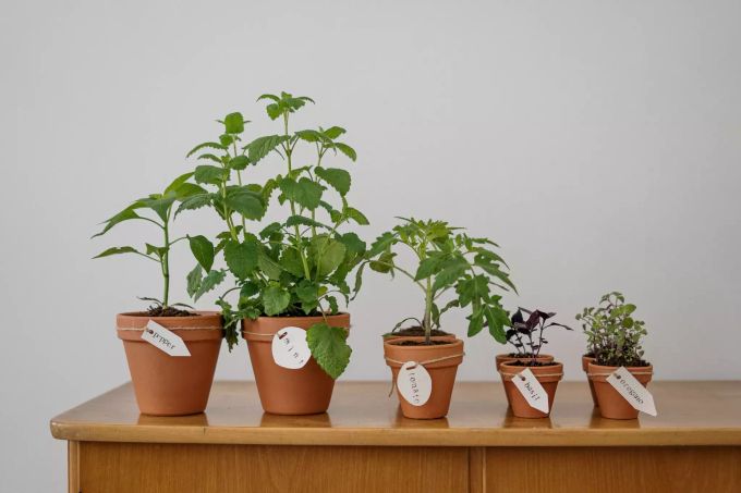 Auch auf dem Balkon lässt sich einiges an Kräutern anpflanzen. garten coronavirus