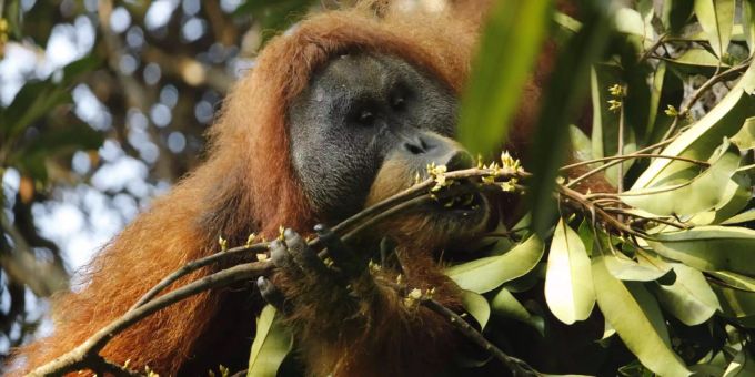 Der Tapanuli-Orang-Utan. Der Tapanuli-Orang-Utan.