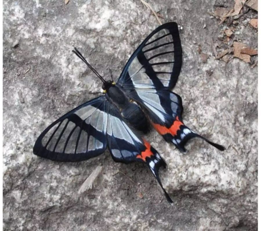 «Chorinea Slyphina» – diese Art kommt vor allem in Bolivien, Peru und Ecuador vor. Bei Gefahr produziert dieser Falter eine übel riechende, gelbe Flüssigkeit. Diese schreckt oft Feinde ab.