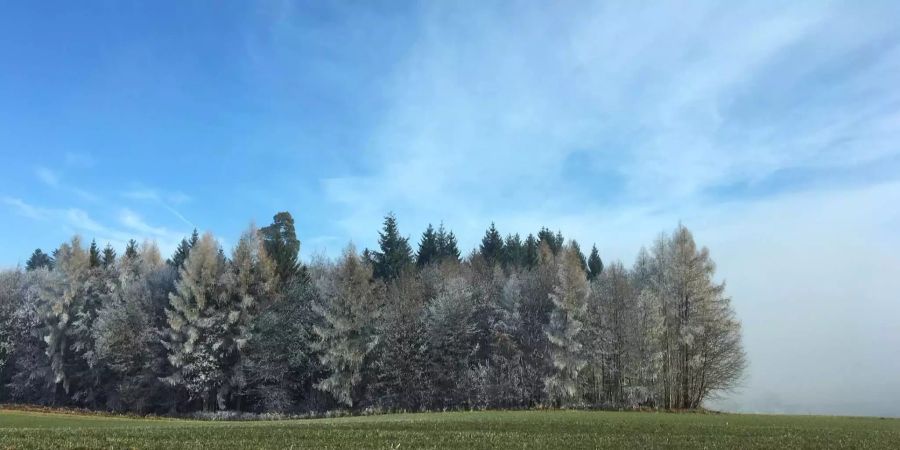 Im Mittelland sind die Weihnachtstage meistens grün. Das war schon früher so.