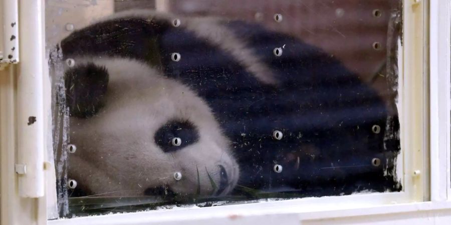 In einer Kiste wurde das Panda-Weibchen transportiert.