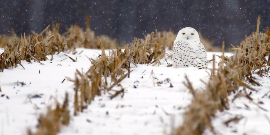 Männchen besitzen ausgewachsen ein fast schneeweisses Gefieder – Weibchen und Junge dagegen haben Flecken oder Querstreifen.