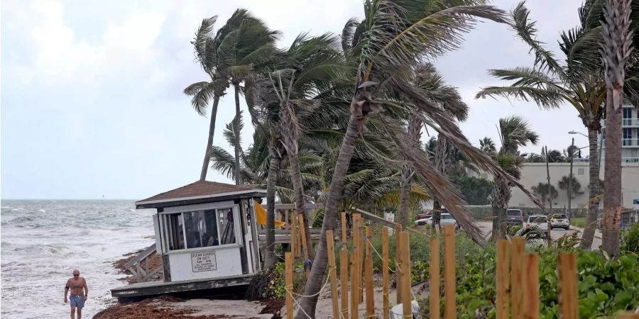 Palmen biegen sich im Wind in Dania Beach (USA).