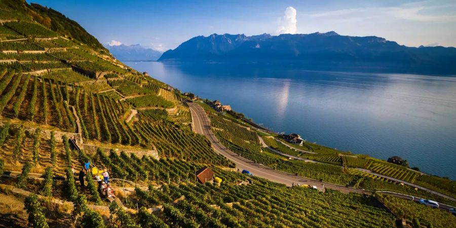 Traubenpflücker ernten die Trauben des Chasselas und verladen sie auf eine Einschienenbahn in einem Weinberg mit Blick auf den Genfersee.