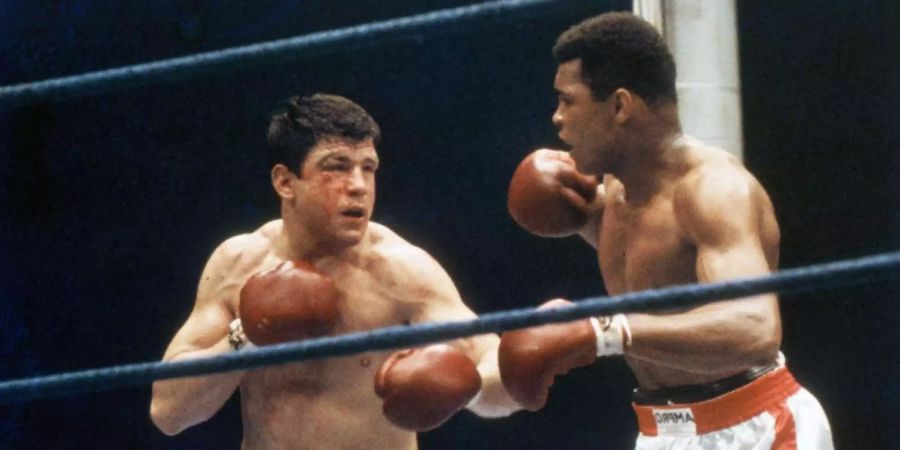 Der amerikanische Schwergewichtsboxer Muhammad Ali (r) und der Deutsche Karl Mildenberger (l) in einem Weltmeisterschaftskampf im Waldstadion in Frankfurt am Main.