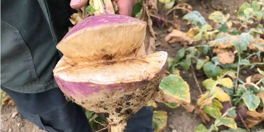 Rund 10 Tonnen Räben sollen laut Heiri Schlatter dieses Jahr auf diesem Feld geerntet werden.