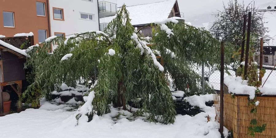 Das Gewicht des Schnees lässt den Baum einknicken.