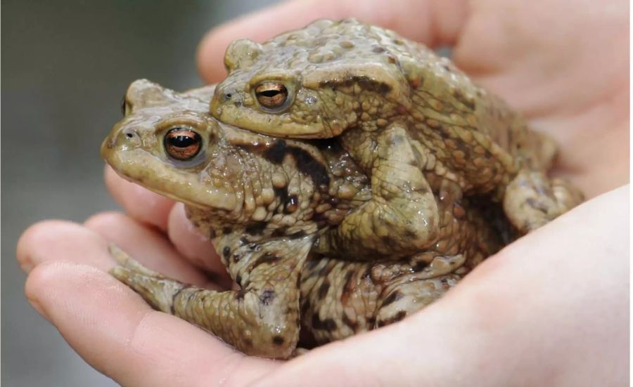 Von mehr offenen Wasserflächen und weniger dichtem Schilf profitieren unter anderem Erdkröten - Keystone