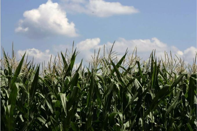 Effizienteste Bekämpfungsmethode ohne Pestizide ist eine strikte Fruchtfolge - Keystone Effizienteste Bekämpfungsmethode ohne Pestizide ist eine strikte Fruchtfolge - Keystone