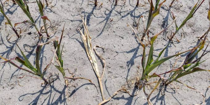 Klimawandel - Mehr Hitze und Regen in Grossbritannien