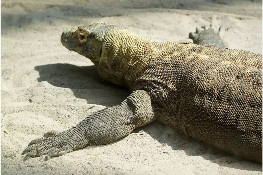 Die  Warane auf Komodo sollen künftig weniger Besuch