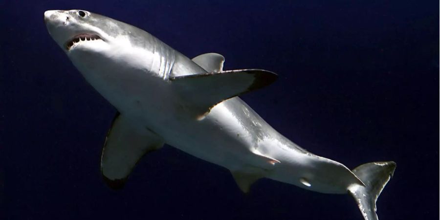 Ein weisser Hai hat vor Australien eine Schwimmerin angegriffen.