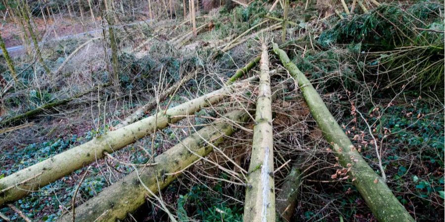 nach den orkanartigen Böen von «Burglind» fegt nun auch der Sturm «Evi» durch die Schweiz.