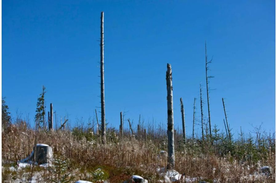 Sturmschäden und neue Vegetation in der Waldarena Gantrisch bei Rüschegg BE. Der zerstörte Wald wurde im Naturzustand belassen und mit einem Lehrpfad erschlossen.