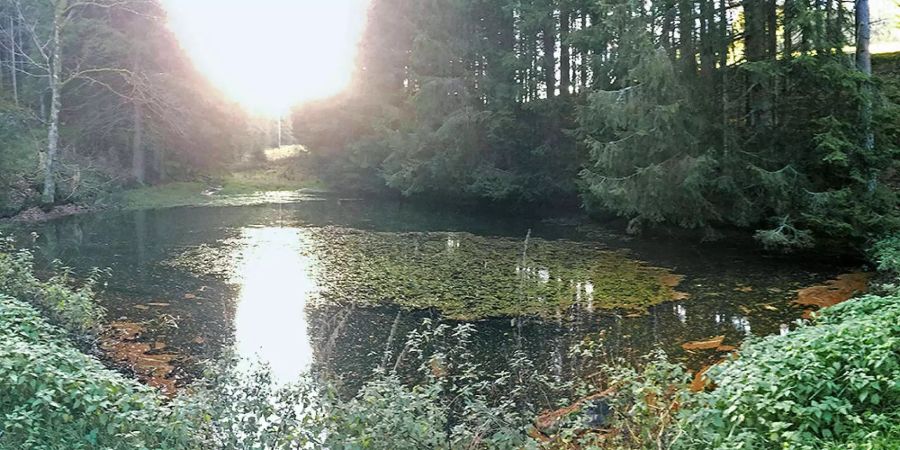 Kleiner Tümpel im Wald: Hierher gelangt man nur über Land, und doch gibt es hier Fische.