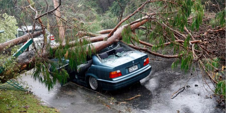 Ein Auto, das unter einem umgefallenen Baum begraben wurde.