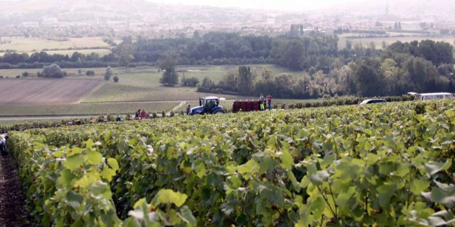 Heftige Hagelstürme haben schwere Schäden in den bekannten Weinbauregionen angerichtet. (Symbolbild)