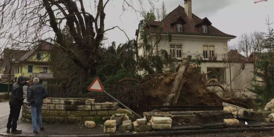 Einer von vielen Bäumen, den «Burglind» umfegte.