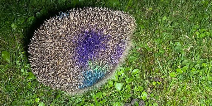 In der Region Basel haben Tierquäler mehrere Igel bunt angesprayt. igel