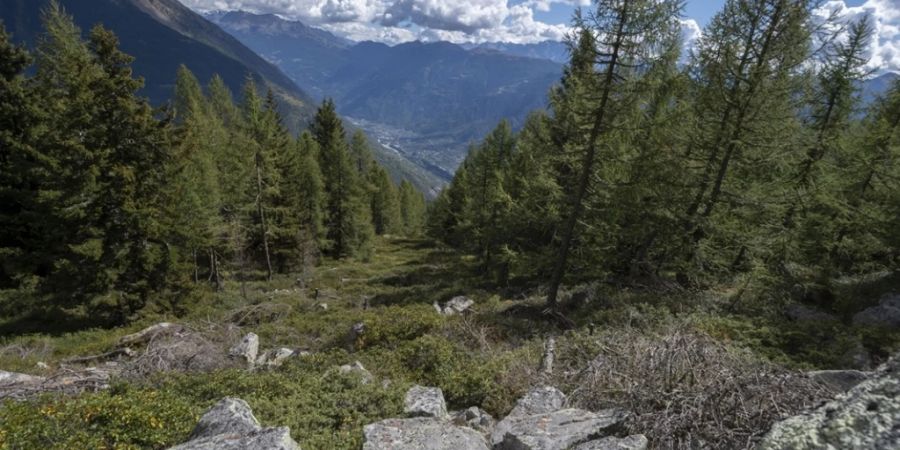 Der Jagdschuss traf den 30-jährigen Jäger in Brusio in der Talschaft Puschlav GR. Er wurde dabei schwer verletzt.