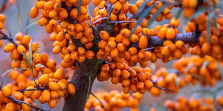 Die auch als „Zitrone des Nordens“ bezeichneten Beeren hängen an einem der letzten Sanddornbüsche auf einer Plantage des Agrarbetriebs Forst Schneebecke. Auf den noch verblieben sechs Hektar wird zum letzten Mal geerntet, danach werden die Flächen umgebrochen.